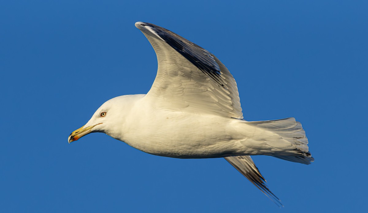 Yellow-legged Gull - Alper YILMAZ