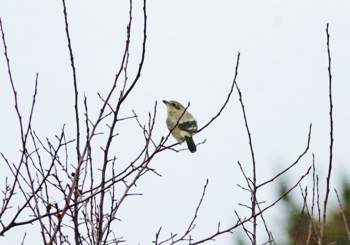 Northern Shrike - ML613600917