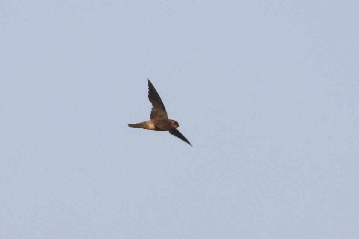 Germain's Swiftlet - ML613600928