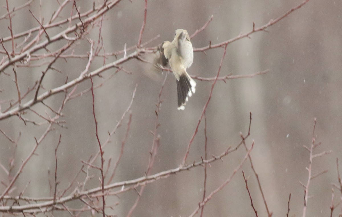 Northern Shrike - ML613600929