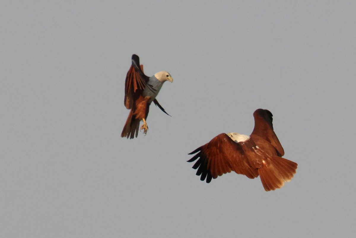 Brahminy Kite - John Sandve