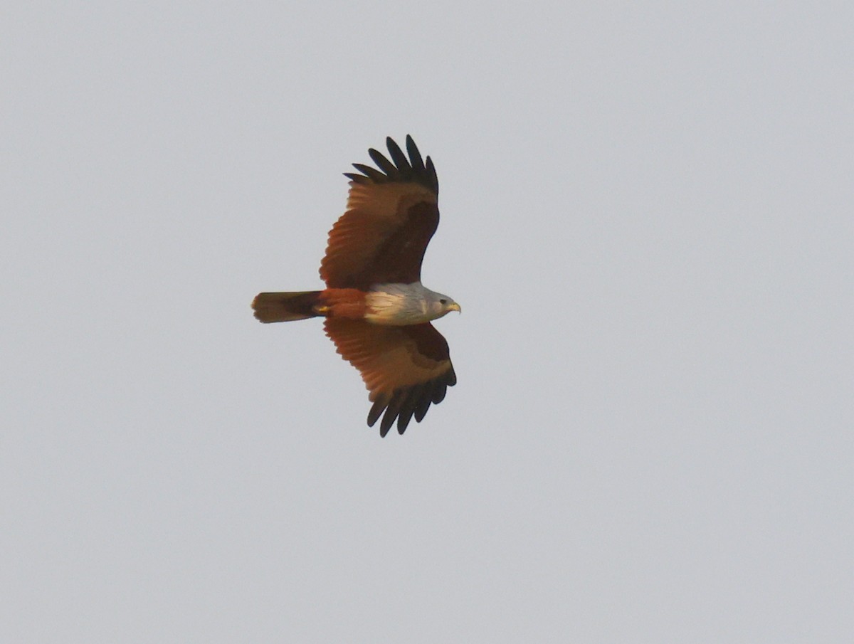 Brahminy Kite - ML613600948