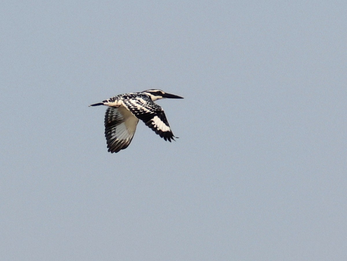 Pied Kingfisher - ML613600975