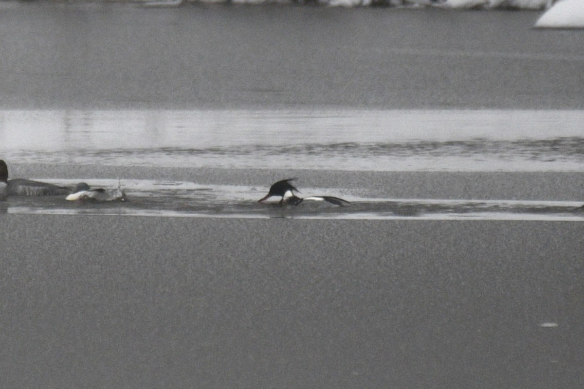 Red-breasted Merganser - ML613600982