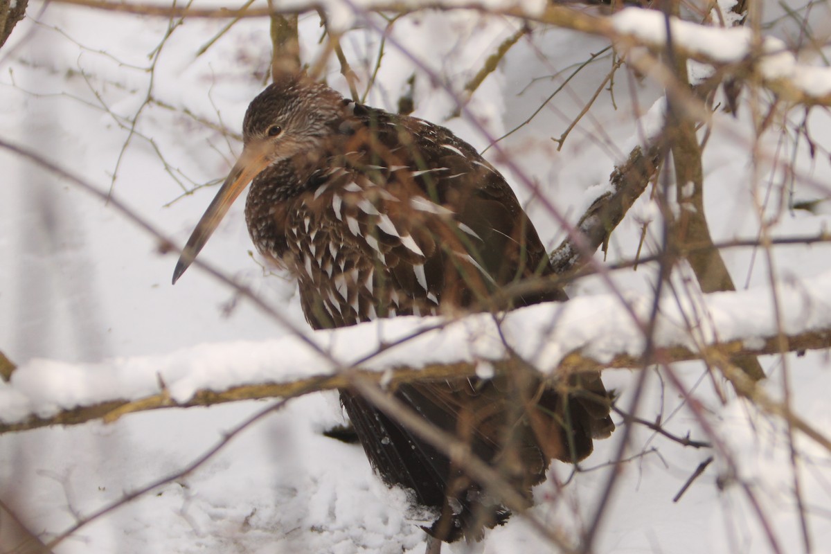 Limpkin - ML613601005