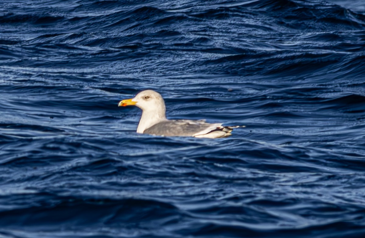 Gaviota Argéntea - ML613601017