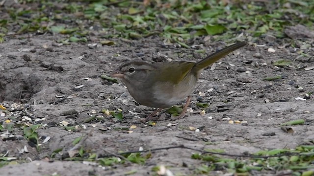 Cerquero Oliváceo - ML613601028