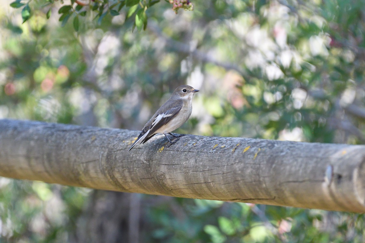 European Pied Flycatcher - ML613601035