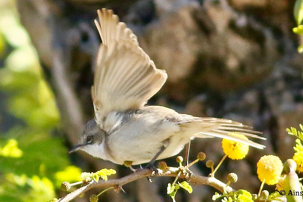 Lesser Whitethroat - ML613601044