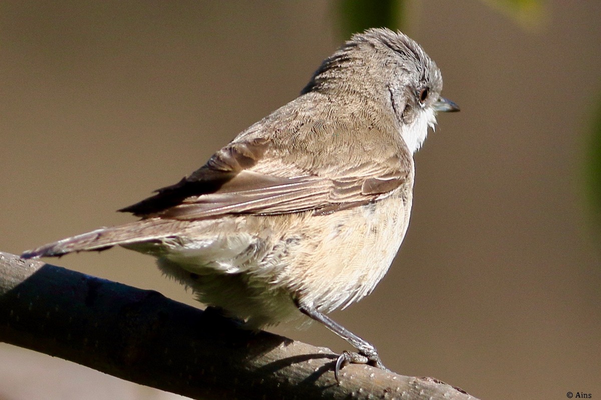 Lesser Whitethroat - ML613601046