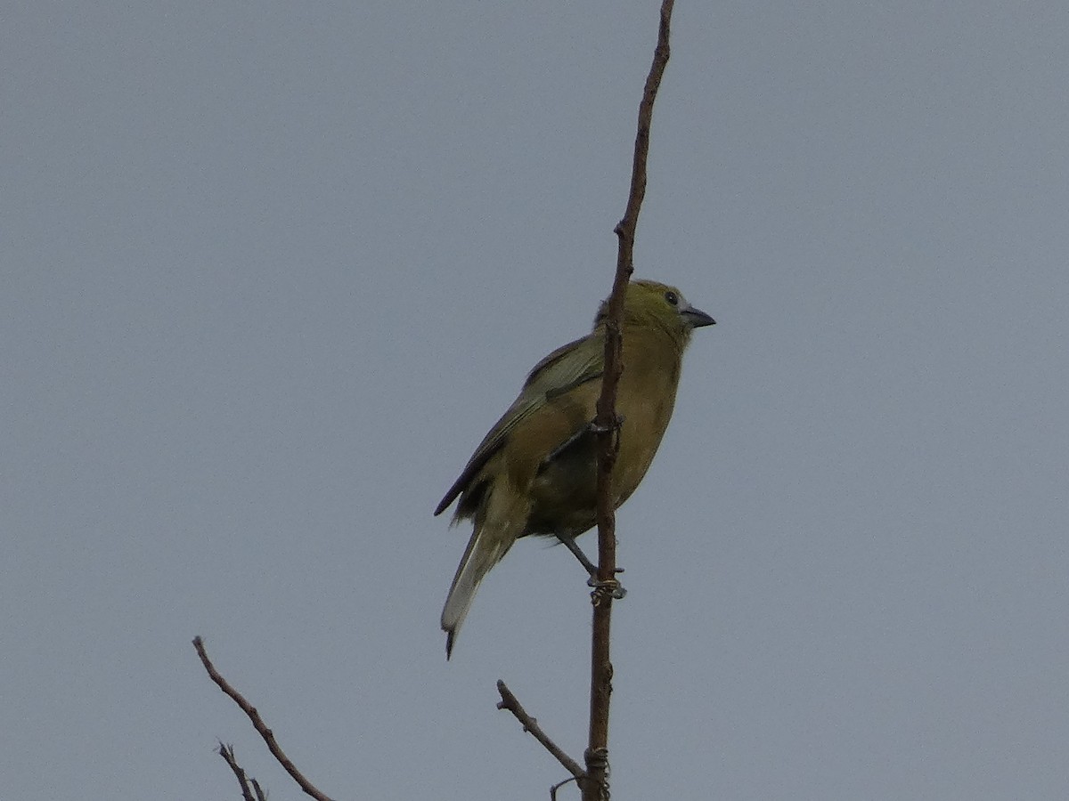 Palm Tanager - ML613601236