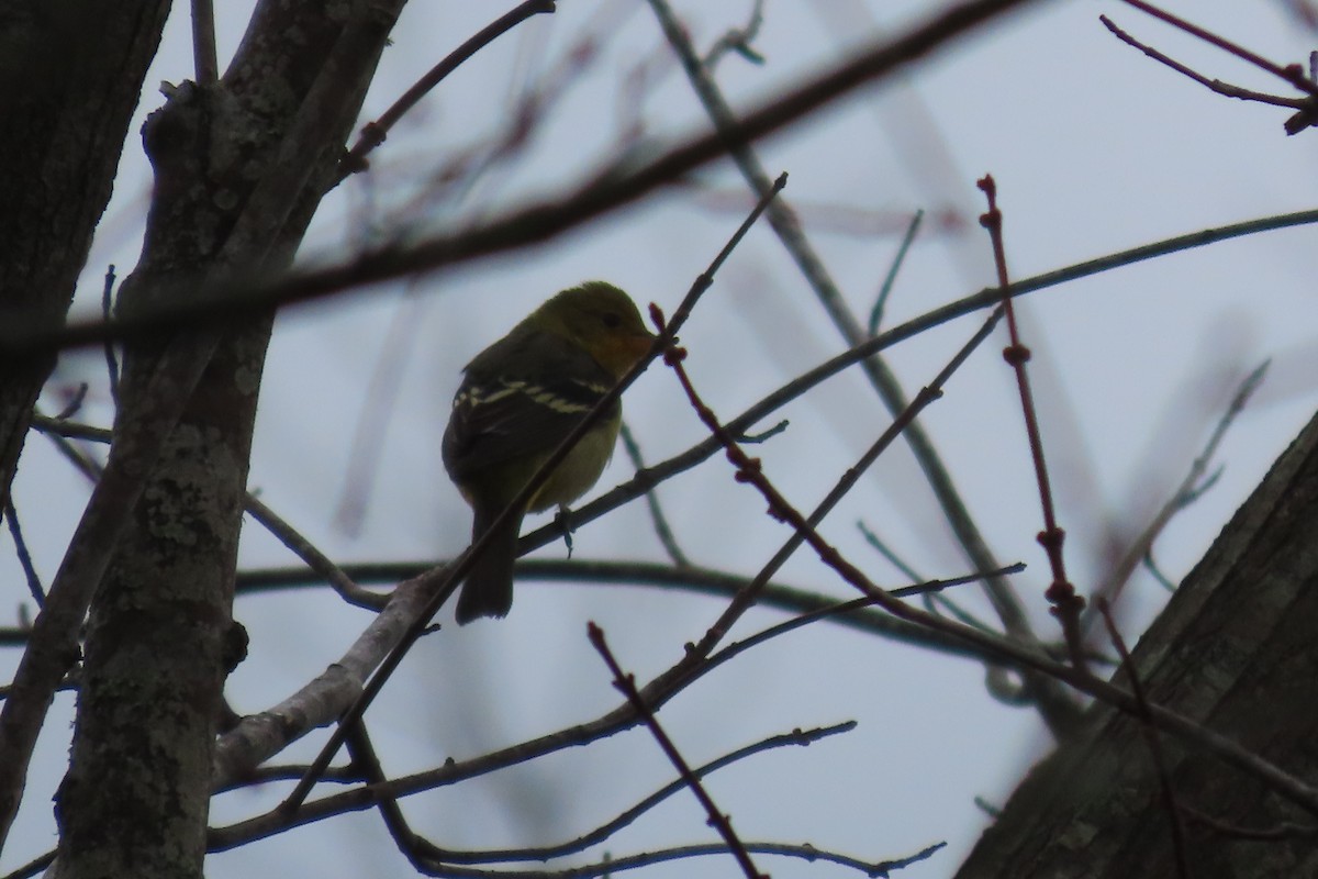 Western Tanager - ML613601283