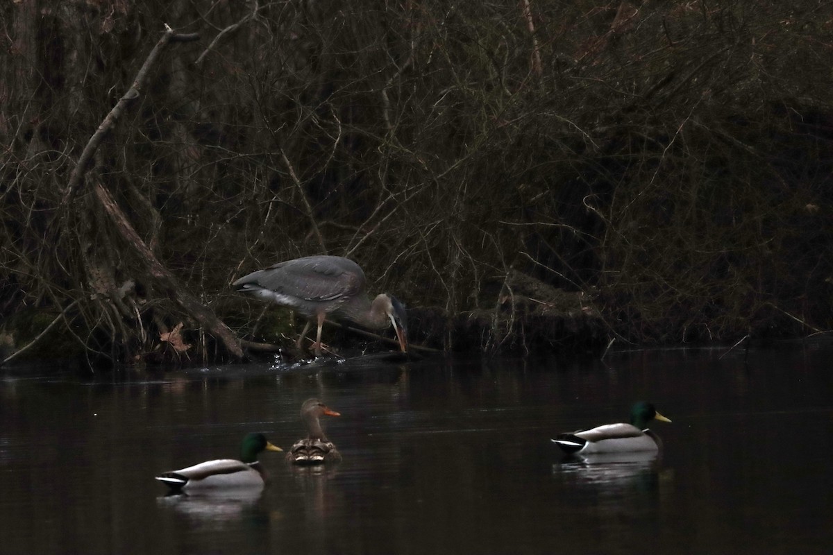 Great Blue Heron - ML613601287