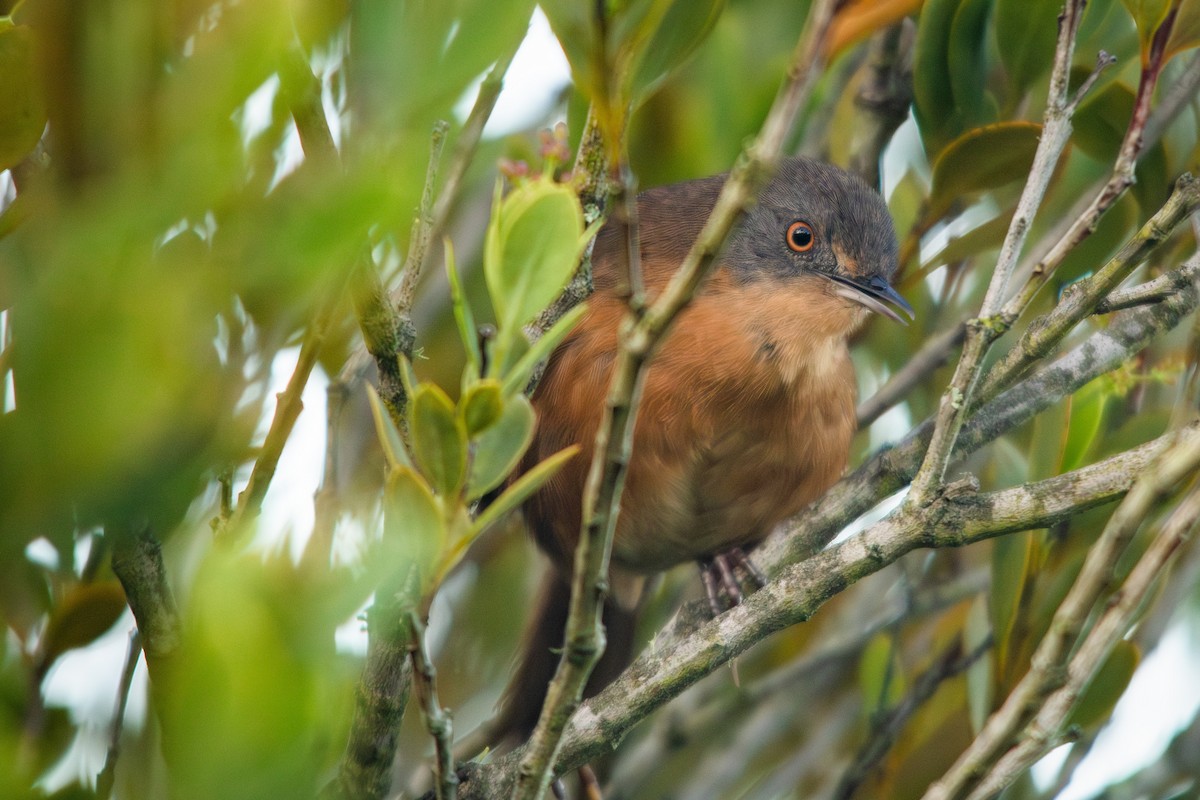 Victorin's Warbler - ML613601308