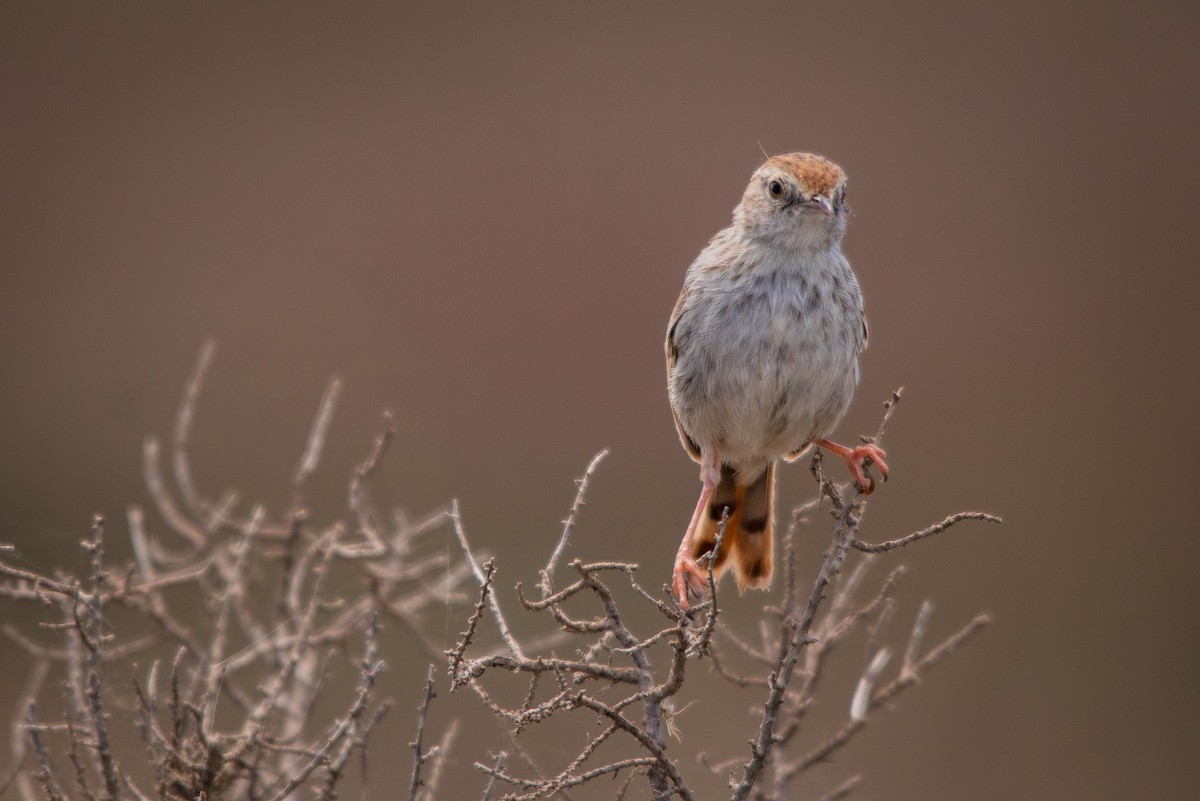 Red-headed Cisticola - Retief Williams