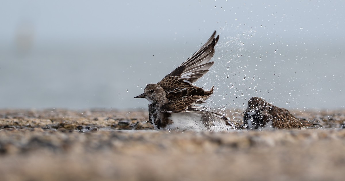 Ruddy Turnstone - ML613601377