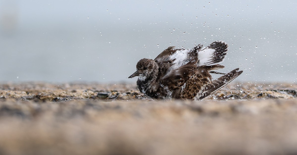 Ruddy Turnstone - ML613601382