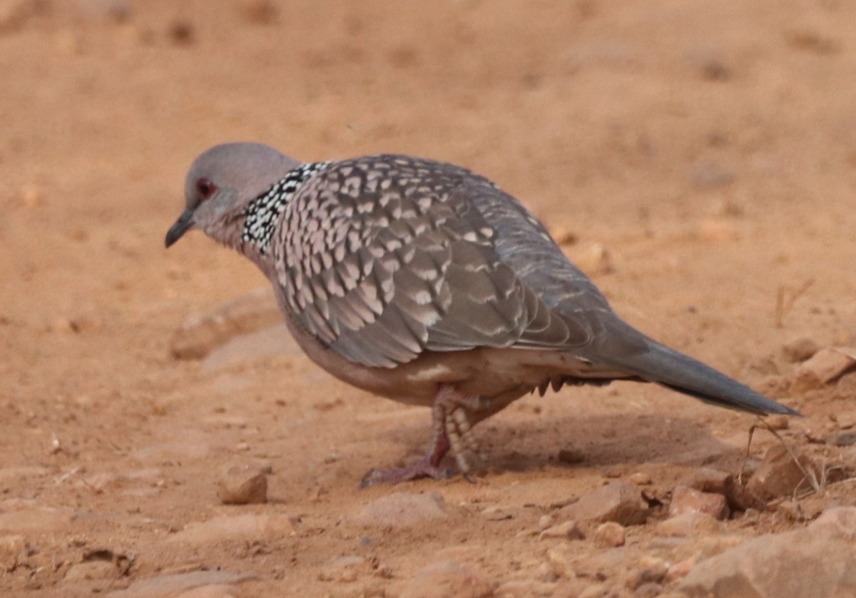Spotted Dove - ML613601408