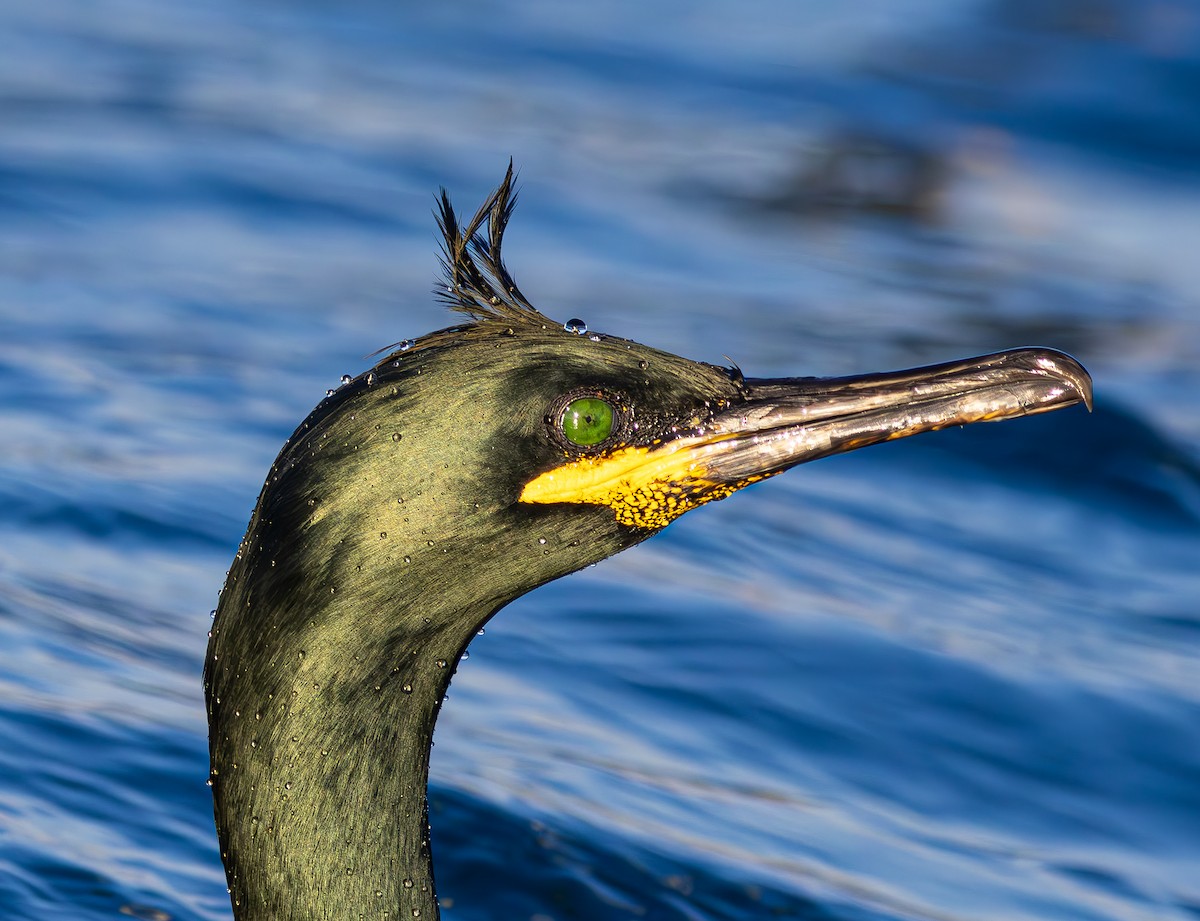 European Shag - Alper YILMAZ