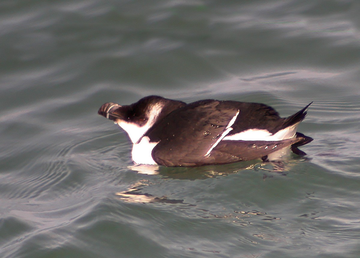 Razorbill - ML613601436