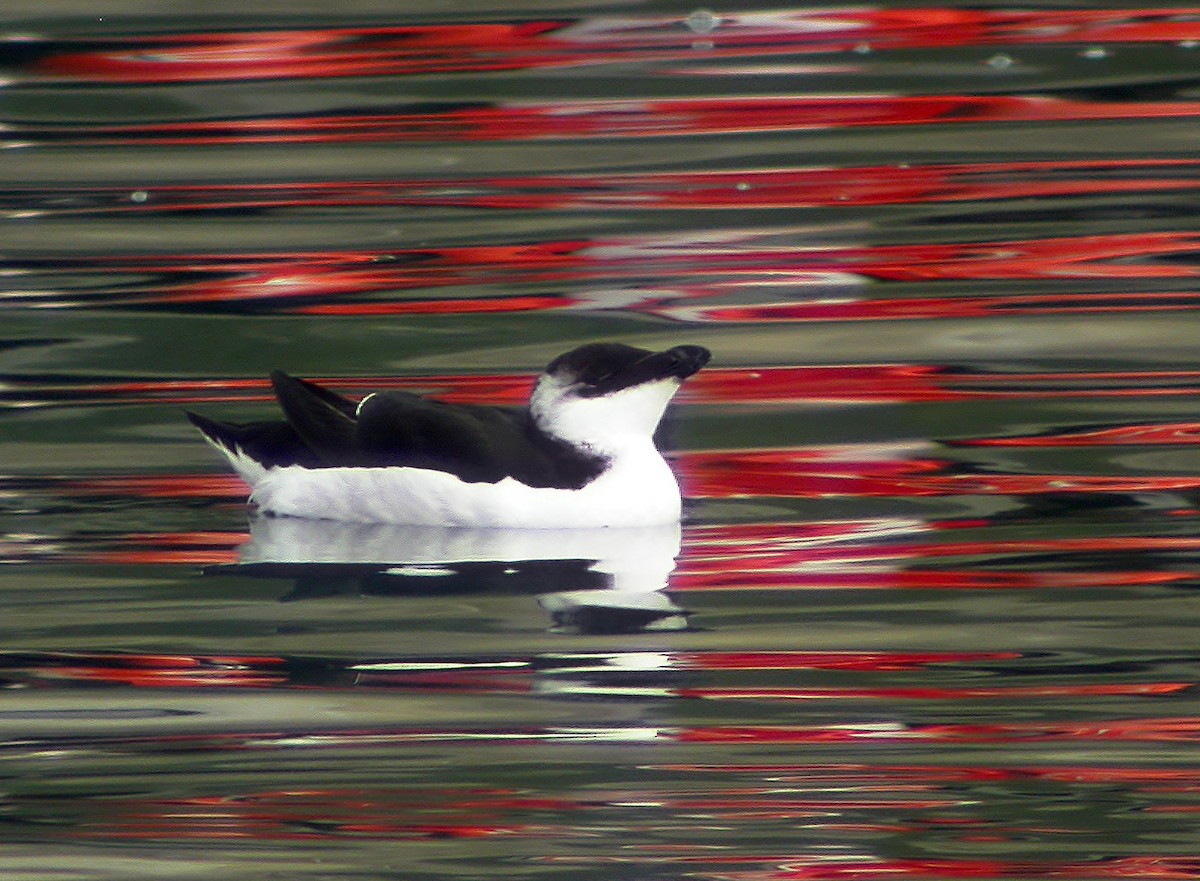 Razorbill - ML613601437