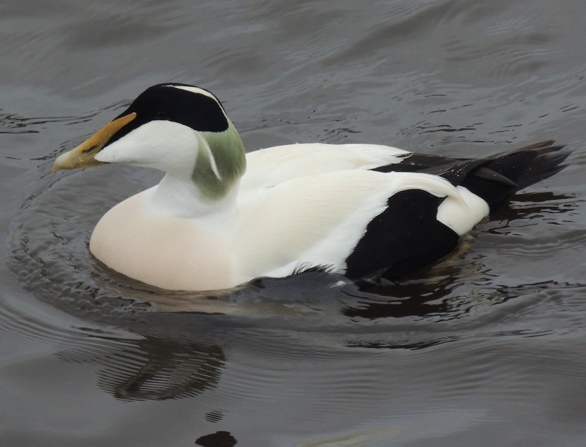 Common Eider - Mark Easterbrook