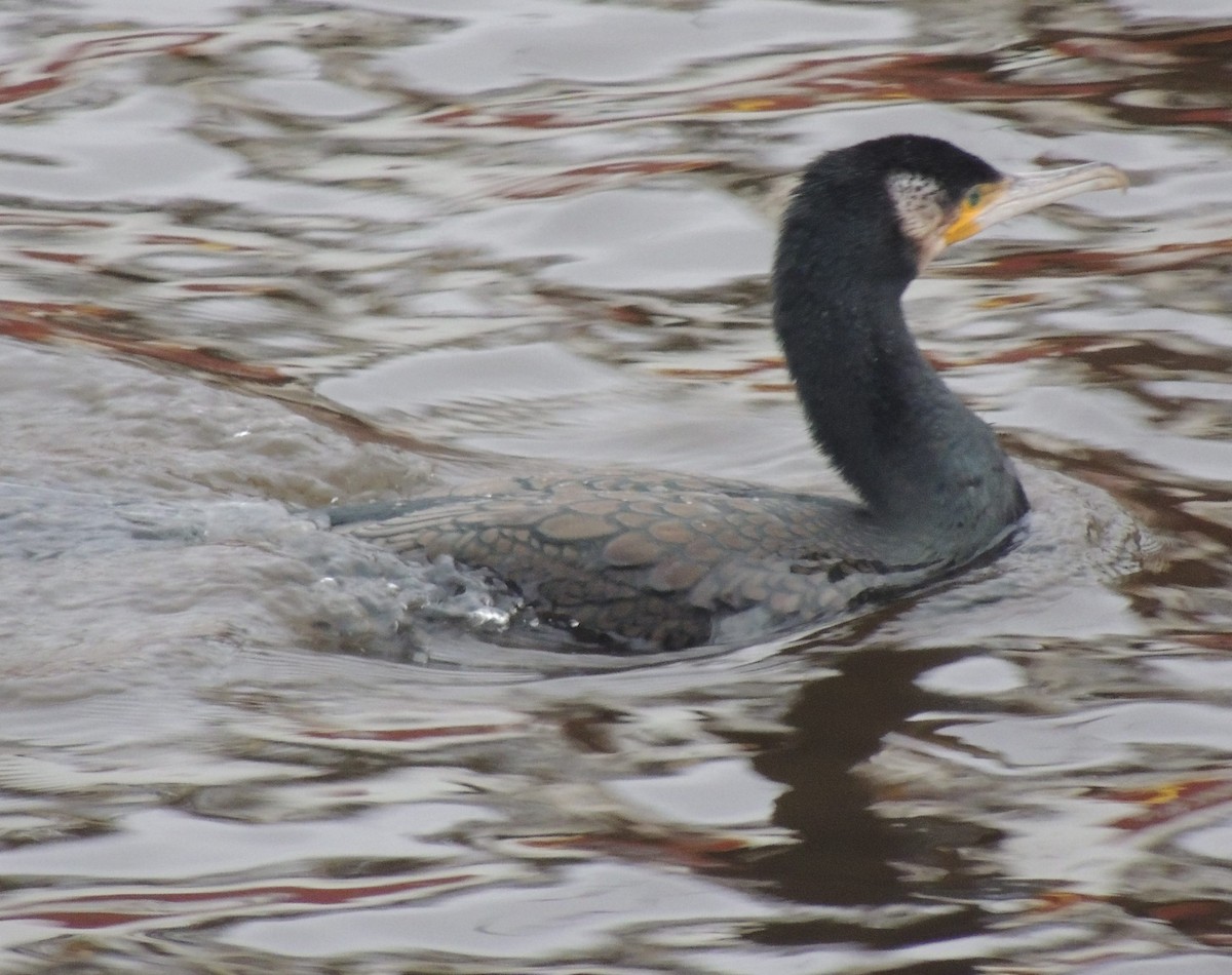 Great Cormorant - ML613601455