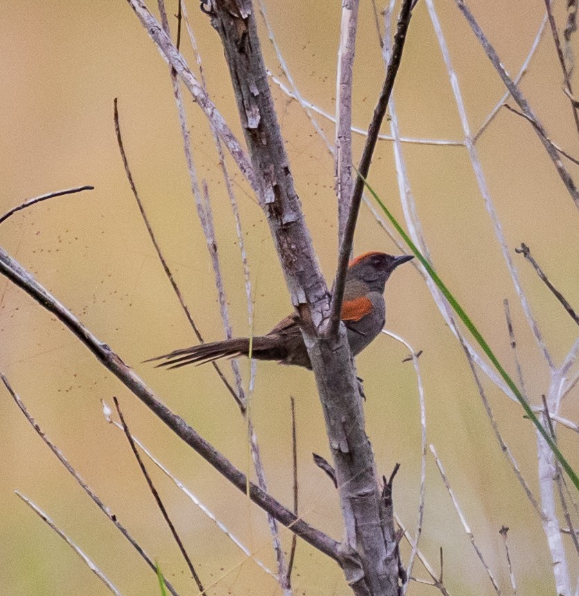 Cinereous-breasted Spinetail - ARTUR Souza