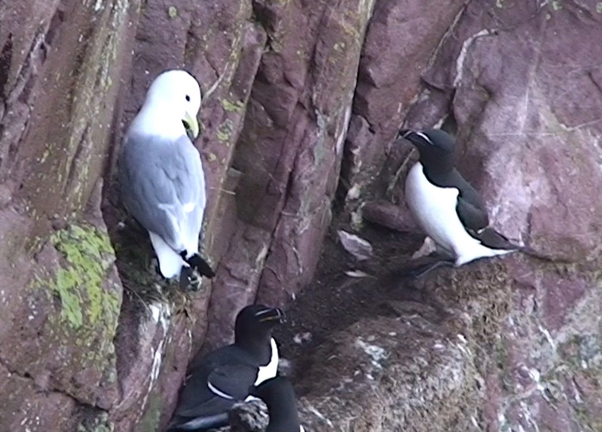 Razorbill - Delfin Gonzalez