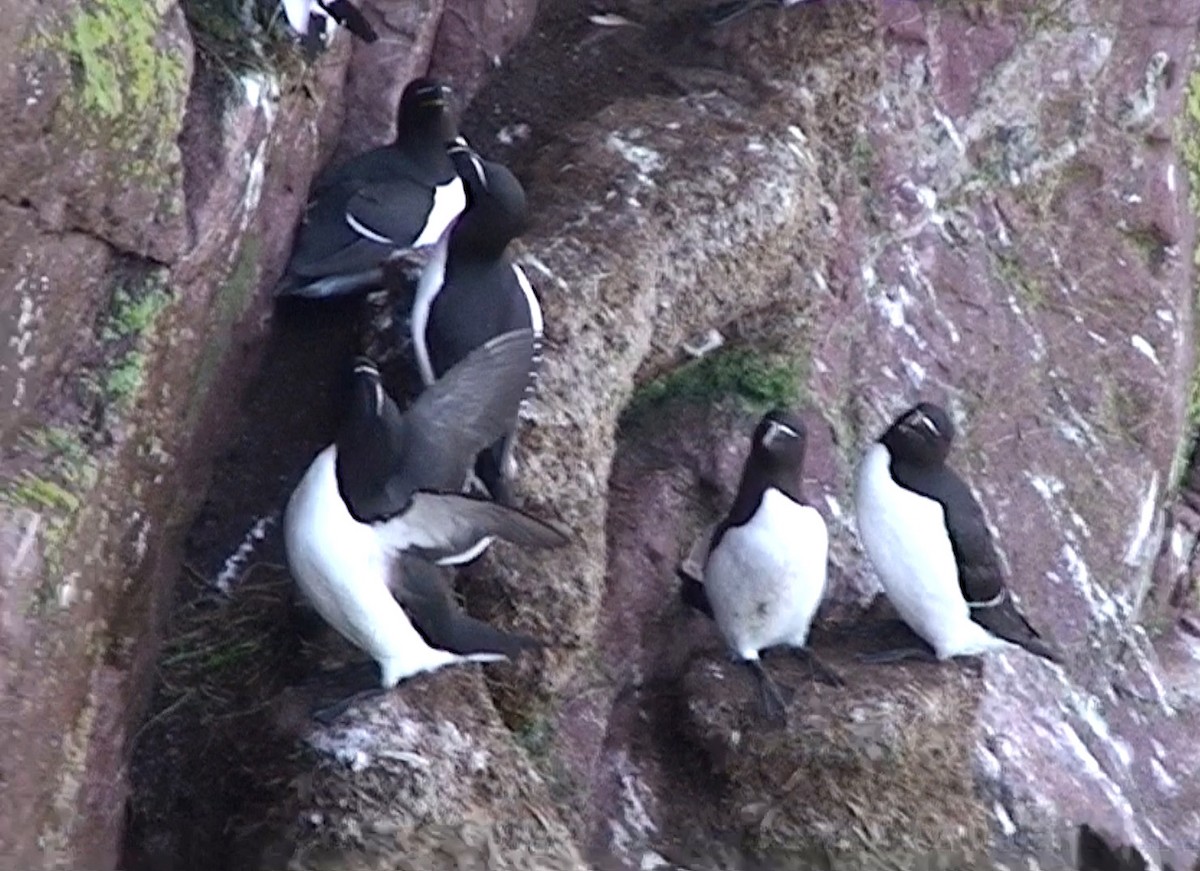 Razorbill - Delfin Gonzalez