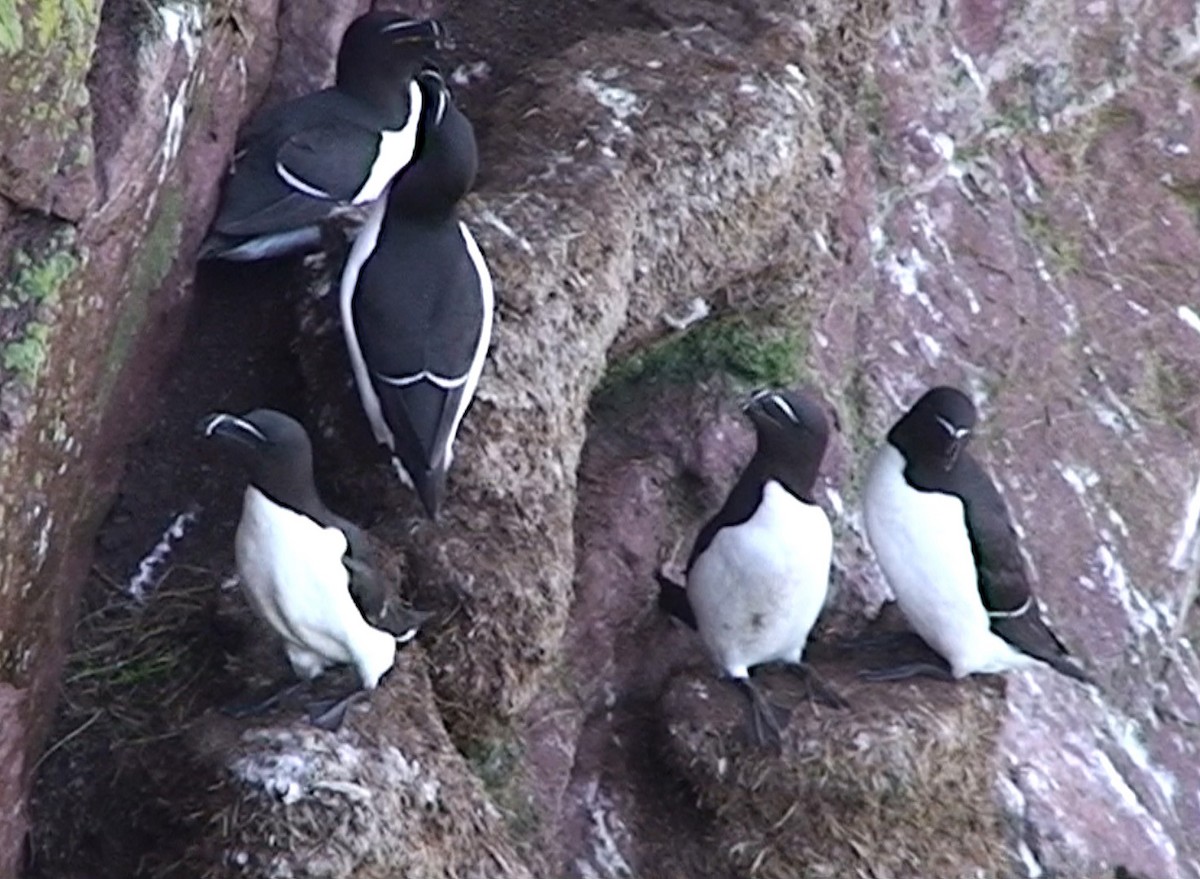 Razorbill - ML613601516