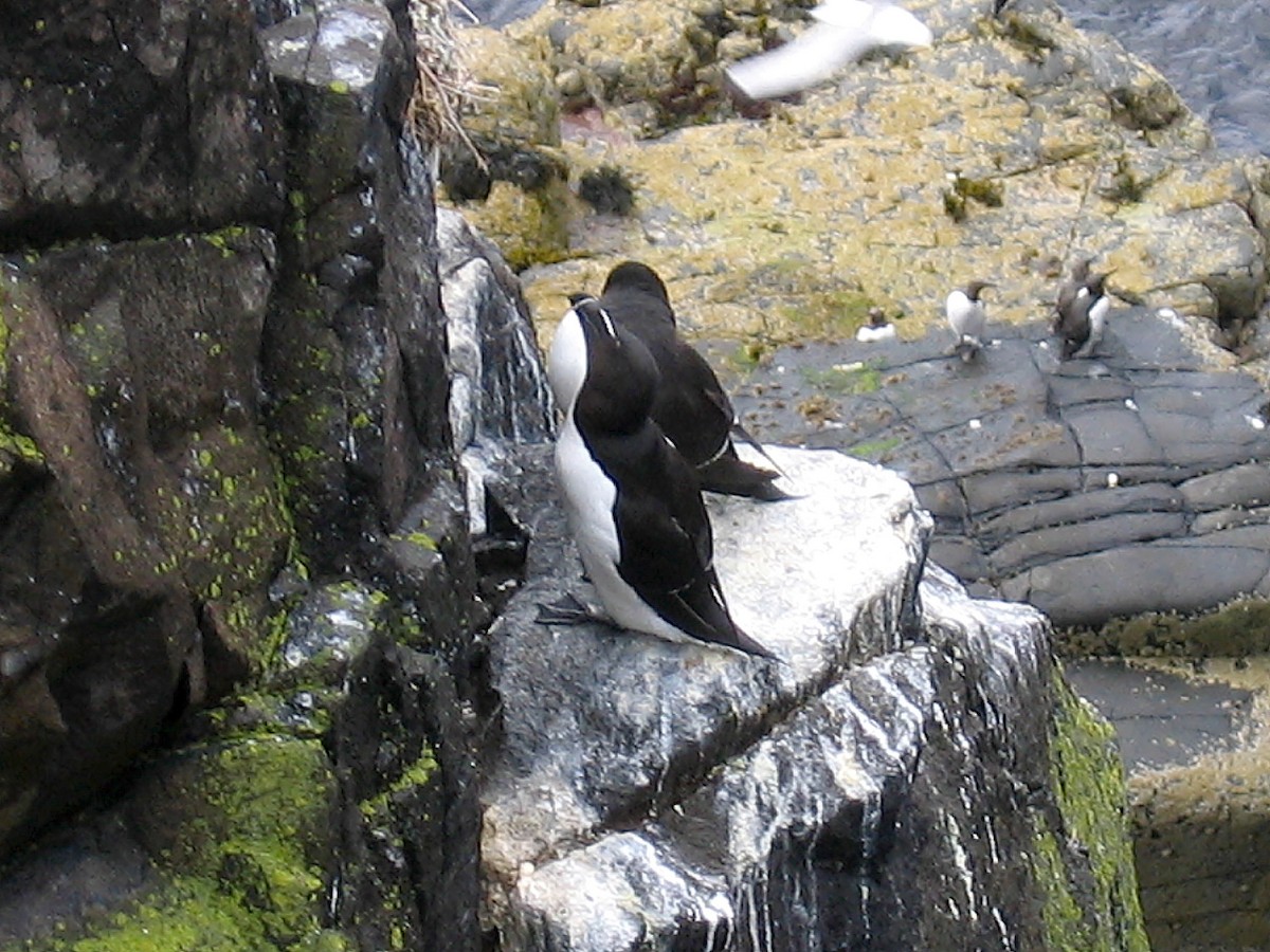 Razorbill - Delfin Gonzalez