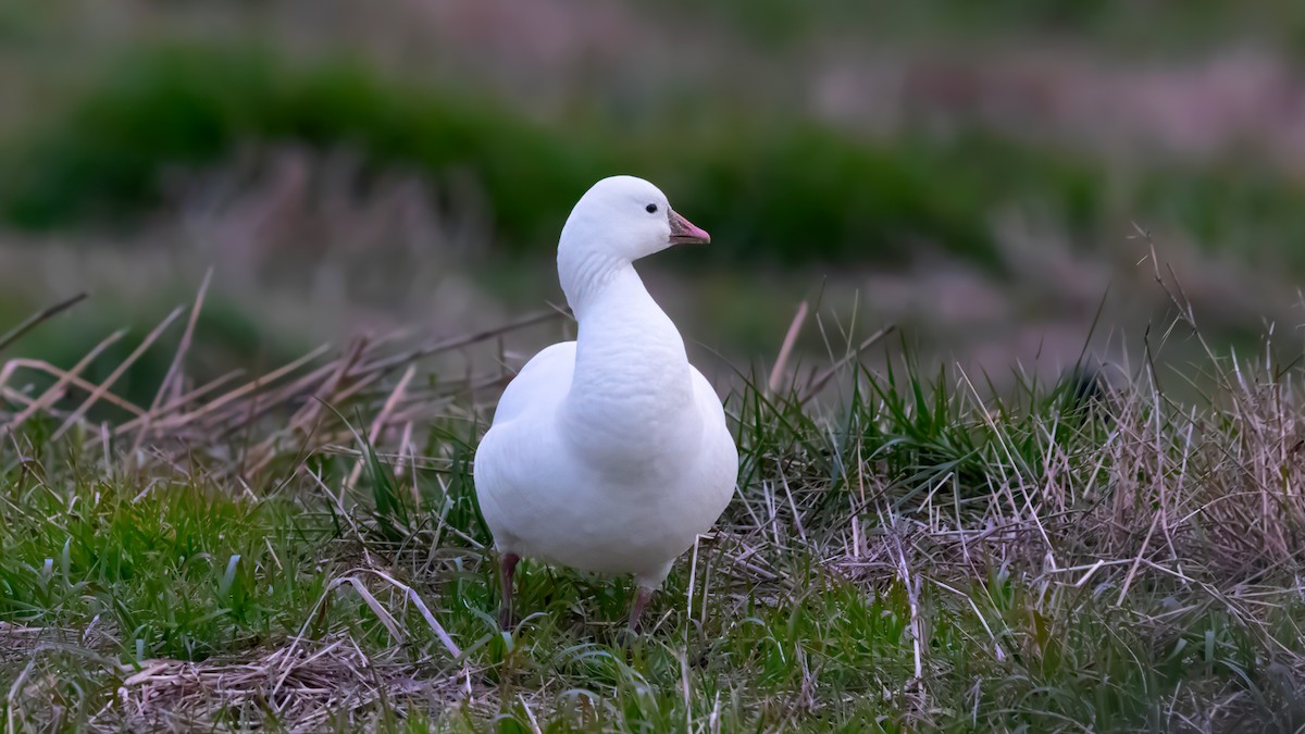 Ross's Goose - ML613601534