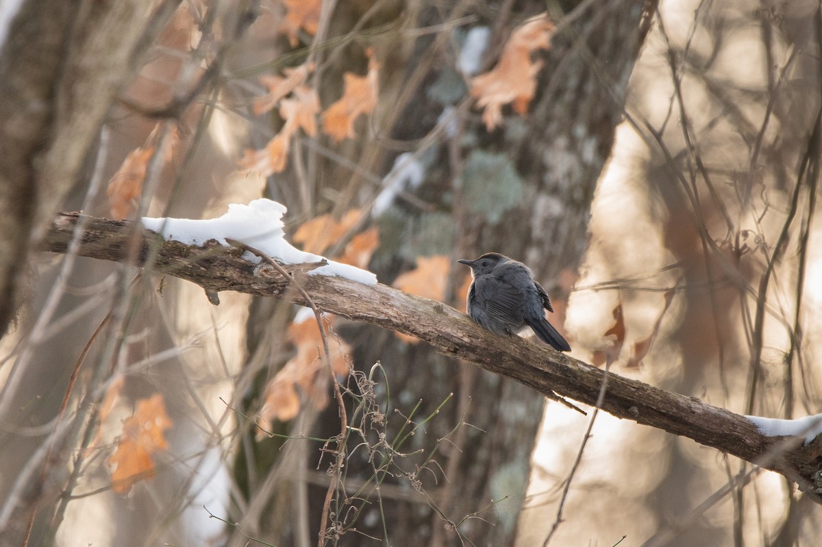 Gray Catbird - ML613601541