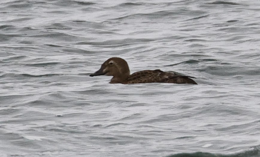 King Eider - ML613601565