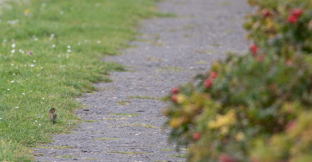 Red-flanked Bluetail - Friedemann Arndt