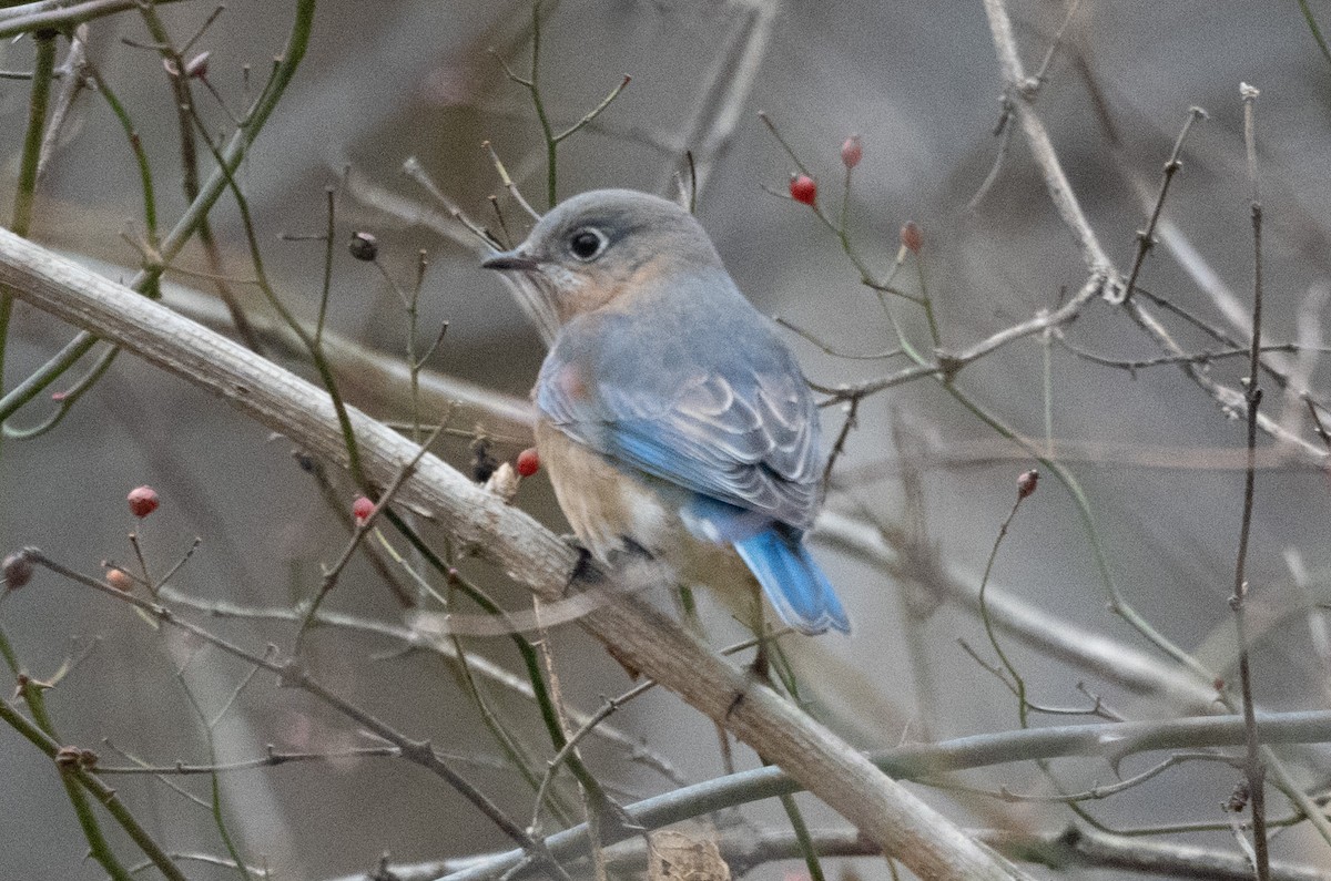 Eastern Bluebird - Mark Rauzon