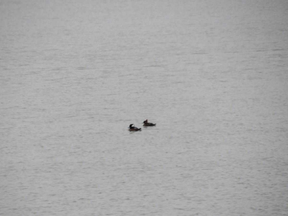 Hooded Merganser - ML613601618
