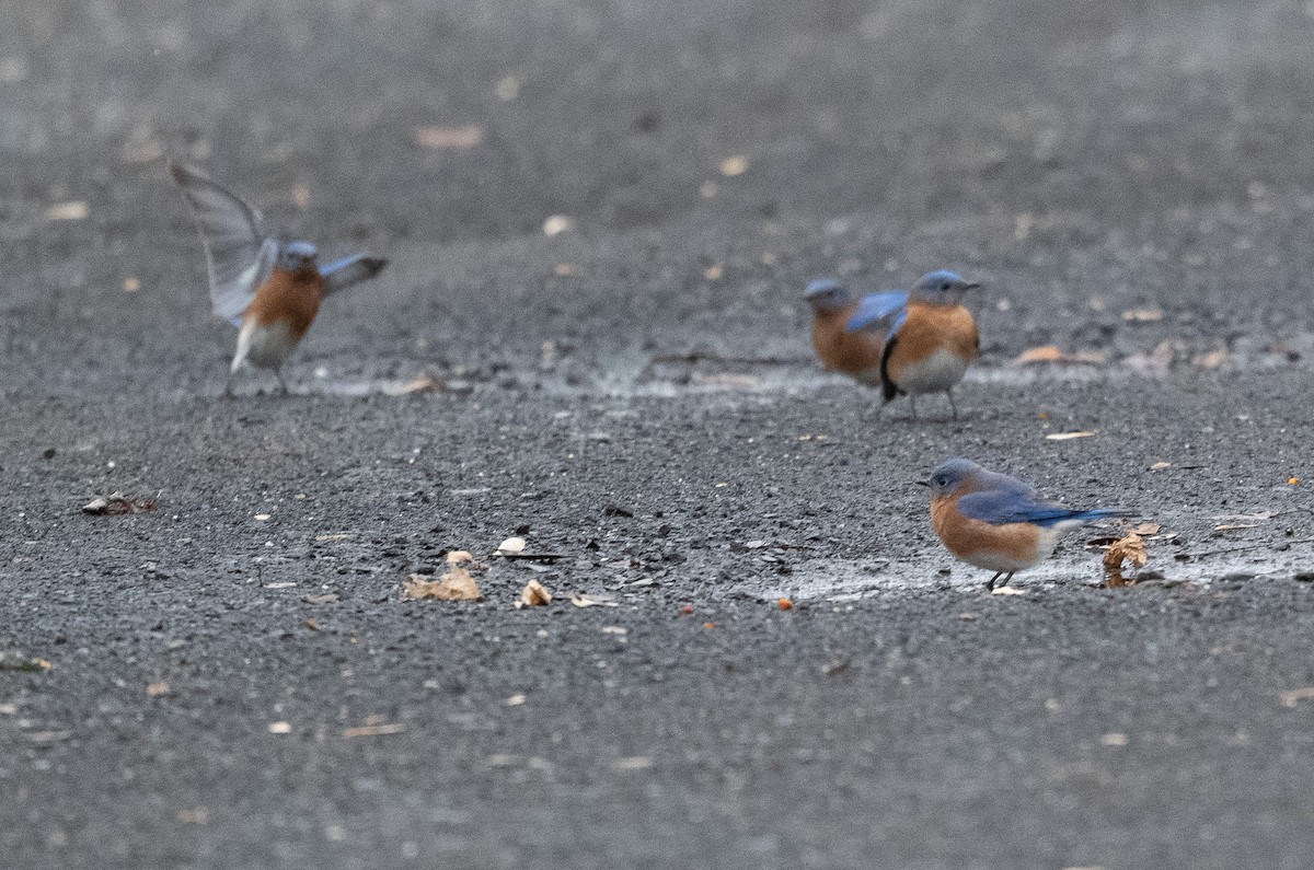 Eastern Bluebird - Mark Rauzon