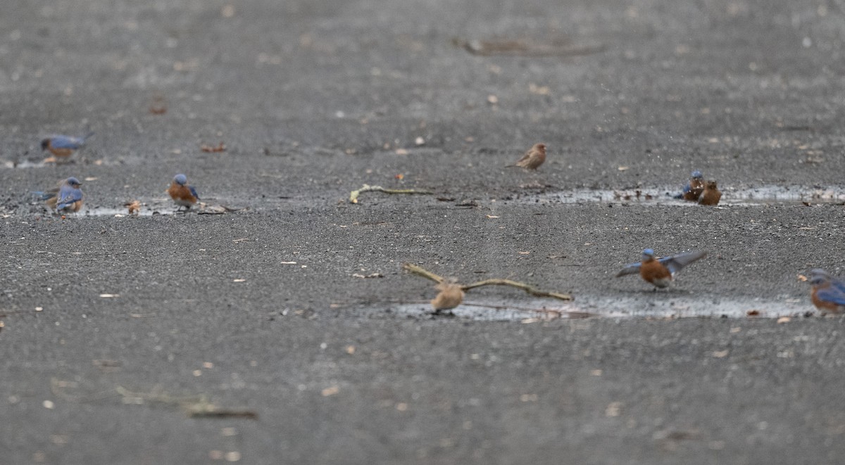 Eastern Bluebird - ML613601629