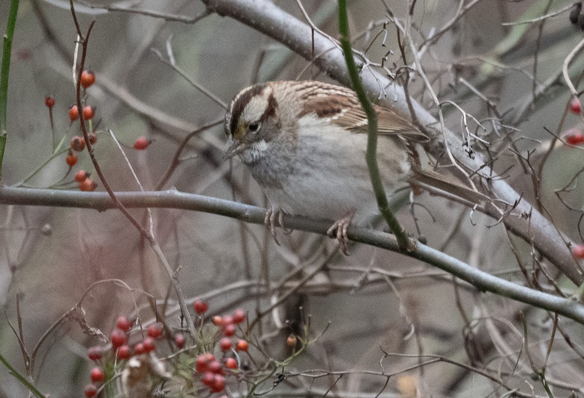 White-throated Sparrow - Mark Rauzon