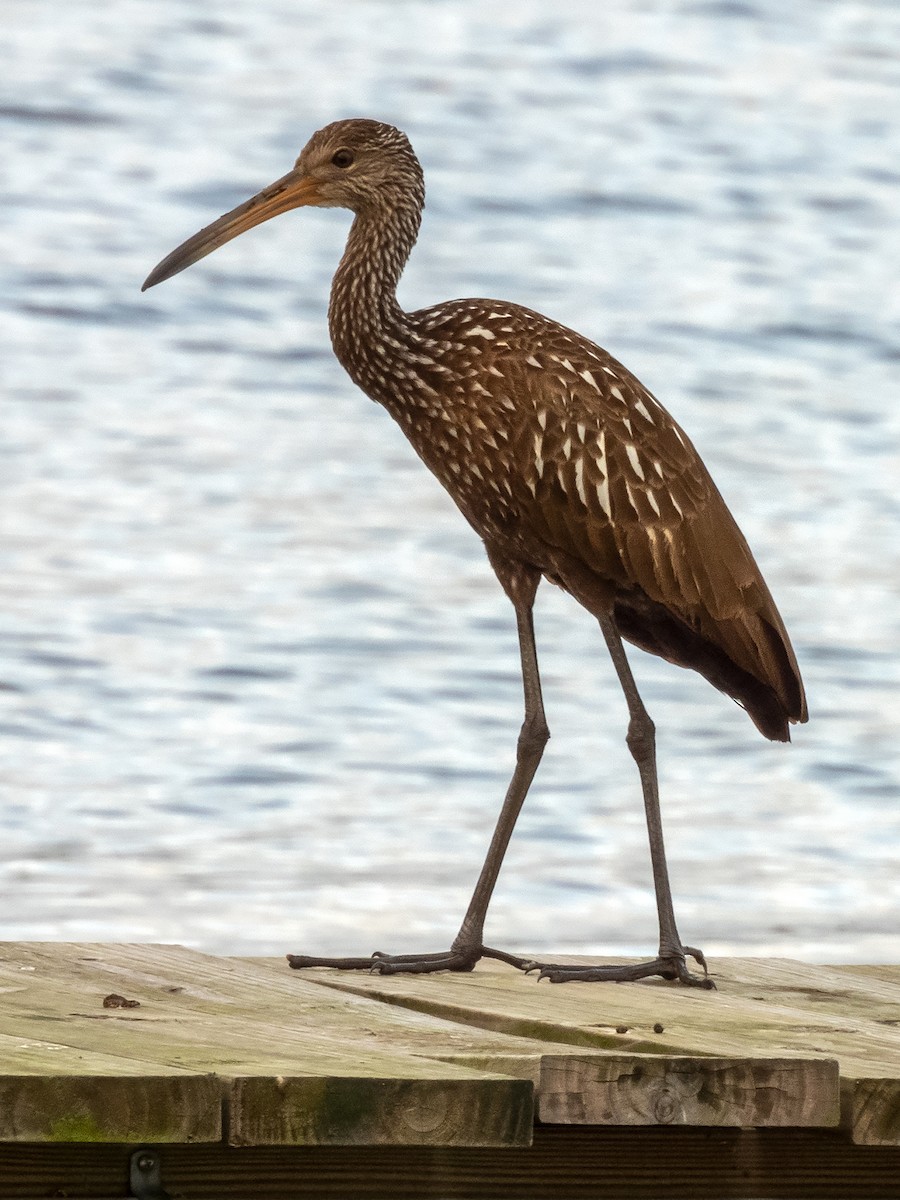 Limpkin - ML613601688