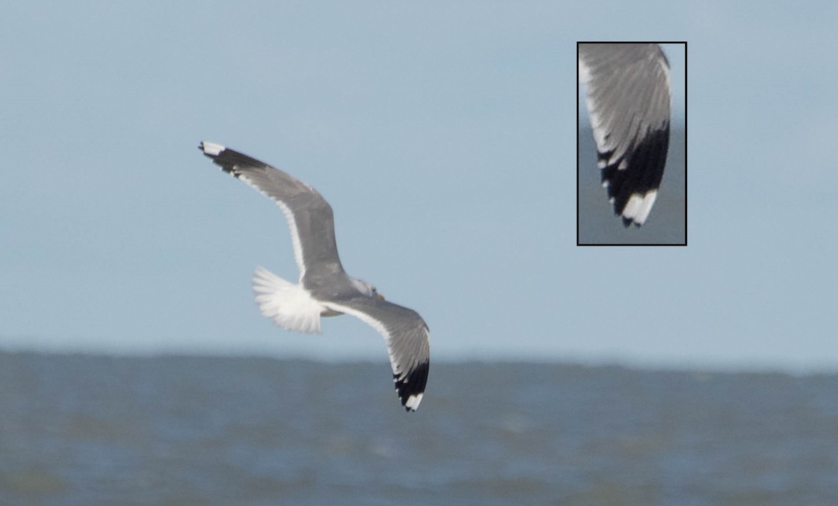 Common Gull (Russian) - ML613601696