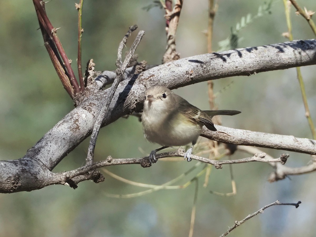 Bell's Vireo - ML613601835