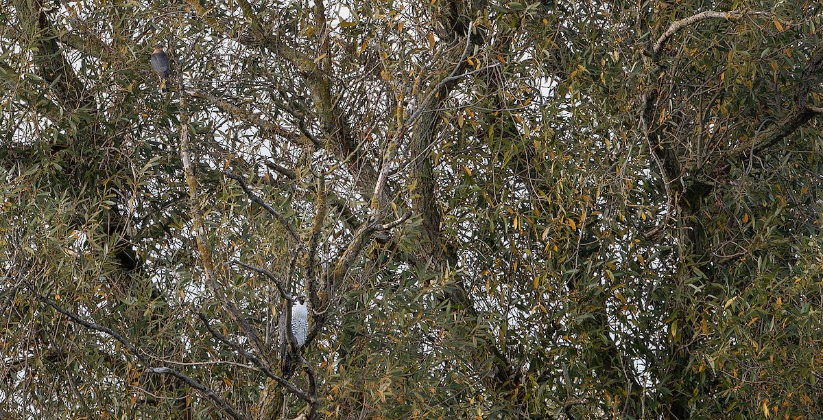 Eurasian Sparrowhawk - ML613601842