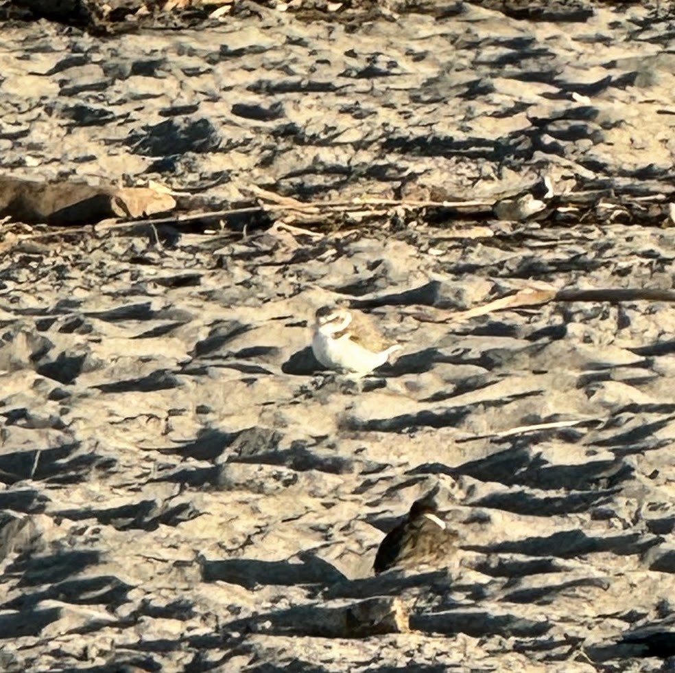 Snowy Plover - ML613601861