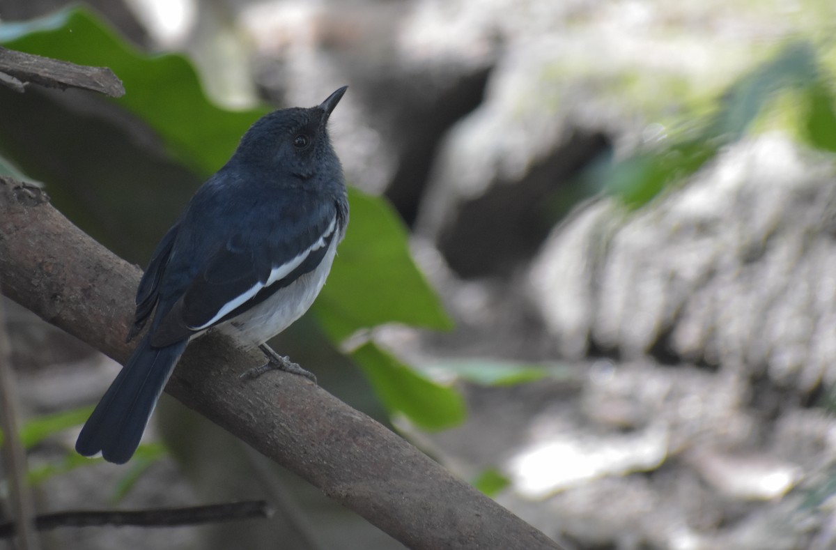 Oriental Magpie-Robin - Chamidu Samarasinghe