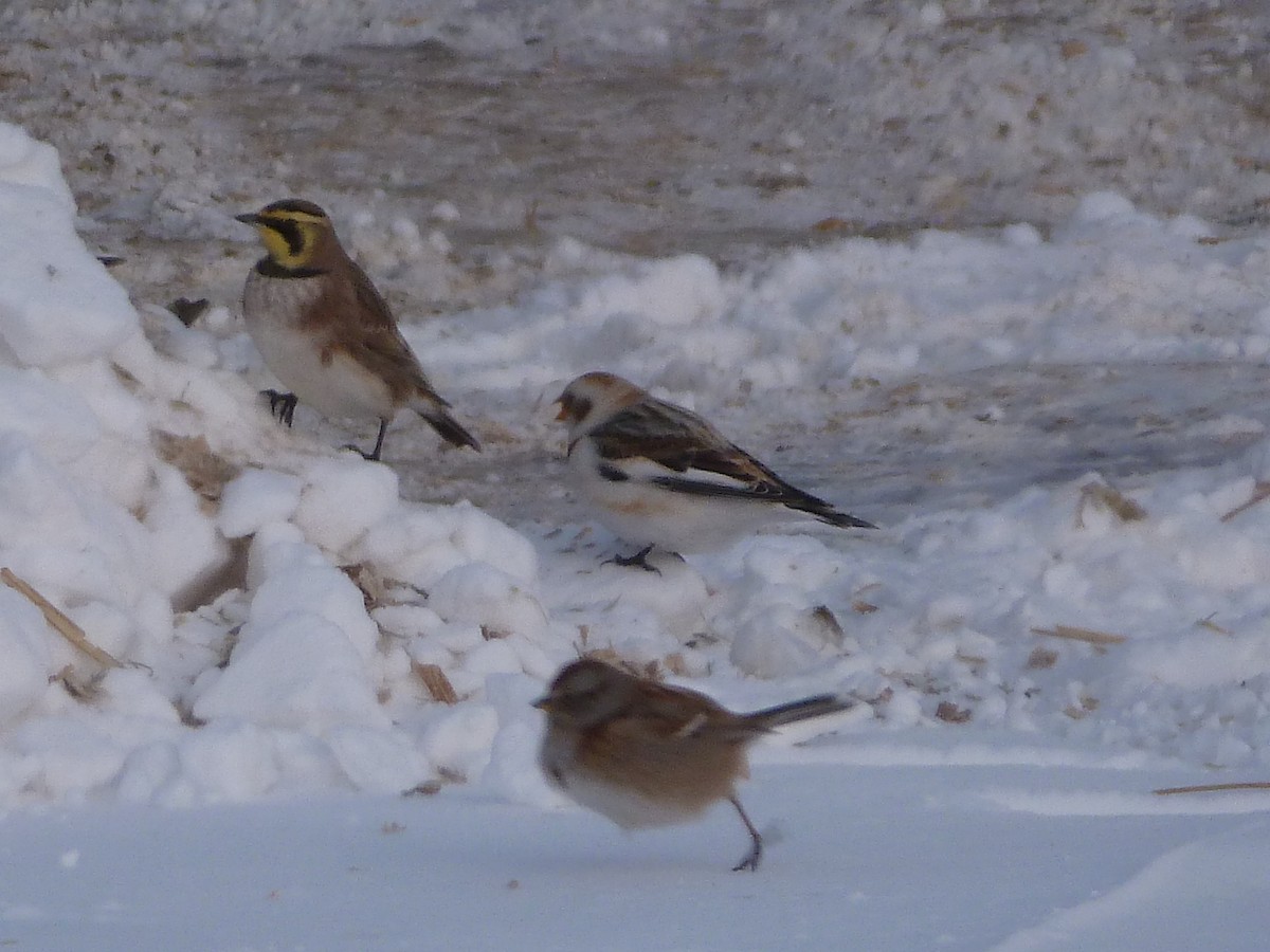 Horned Lark - ML613601989