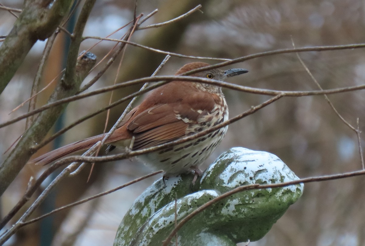 Brown Thrasher - ML613602014