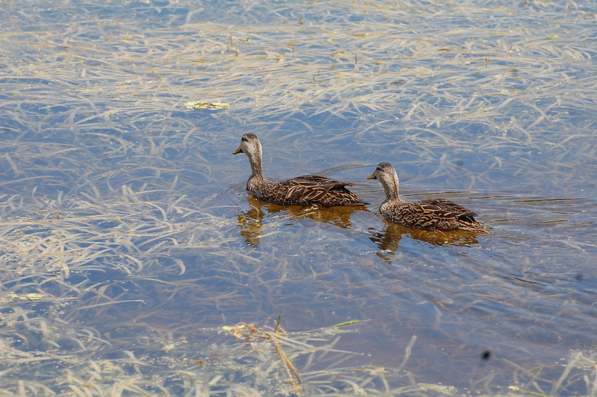 Mottled Duck - ML613602048